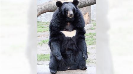 'Ursus thibetanus'