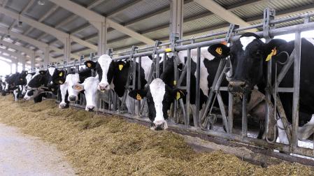 Imagen de las vacas de la biogranja de Caparroso, empresa vinculada a la planta de HTN.