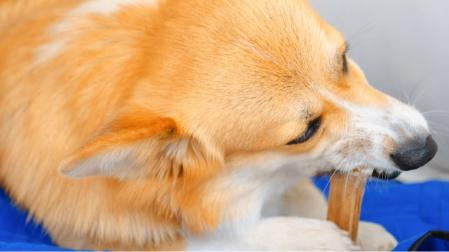 La masticación de los perros se ha demostrado que reduce las concentraciones de cortisol, tiene un efecto positivo en el rendimiento cognitivo y mejora la memoria de trabajo en perros ansiosos