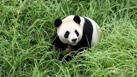 Uno de los panda