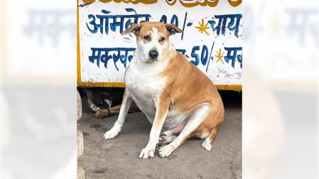 Uno de los perros del concurso que figura en la cuenta de Instagram 'Fat Dogs of Delhi'