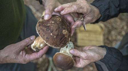 Dos hongos, recogidos en un punto del norte de Navarra.