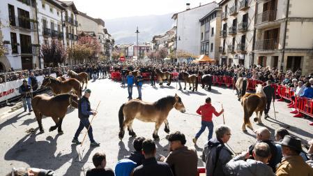 Los ejemplares desfilan ante la multitud que se acercó ayer al concurso caballar de Alsasua.