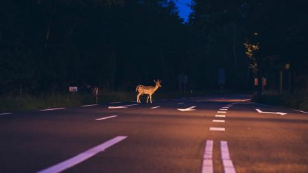 Hasta el 30 de septiembre se habían contabilizado 731 sucesos de atropellos a animales en nuestro país