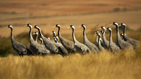 Ejemplares de grulla descansan en el embalse de La Mueda, entre Aibar y Sangüesa