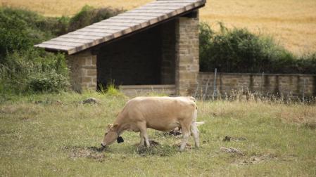 Una vaca pirenaica pastando