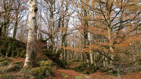 Imagen otoñal en un bosque del parque natural de Urbasa-Andía.