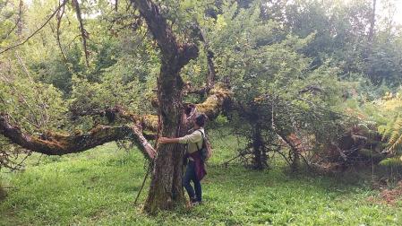 El manzano Beltzo, vinculado a Casa Xin Xoan de Ochagavía, tiene más de 120 años