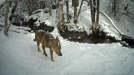 Uno de los lobos camina a pocos centímetros de la cámara en una imagen de Durmiendo con lobos