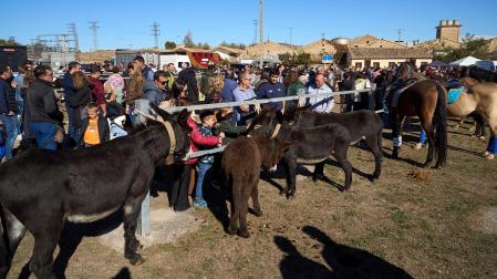 Público asistente a la feria de octubre de Tafalla celebrada este domingo, día 25