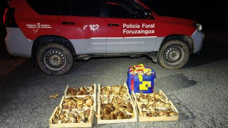Agentes de la Brigada de Protección Medioambiental de la Policía Foral de Navarra han incautado una cantidad que supera los 50 kilogramos de hongos en el acotado micológico de la zona de Ultzama