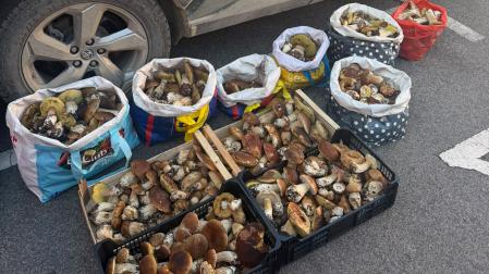 Guardia Civil interviene cerca de 100 kilos de hongos recolectados de forma irregular en Navarra