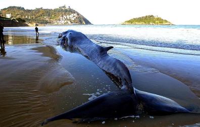 Una ballena de 20 toneladas ha fallecido este jueves en la playa guipuzcoana de La Concha, luego de que fuera avistada en la zona desde el día anterior.