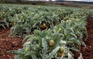 La Alcachofa de Tudela prevé duplicar su producción este año