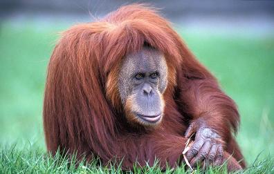 El pie humano es similar al de los grandes monos