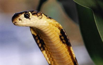 Un campesino nepalí mata a mordiscos a una serpiente