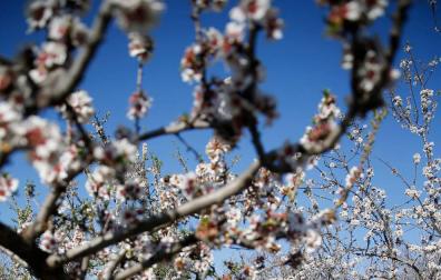 Árboles en flor al llegar la primavera.