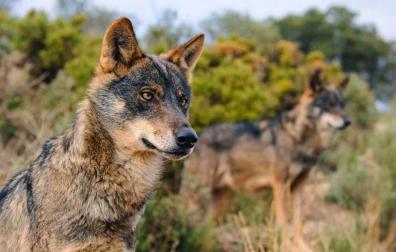 "Qué viene el lobo", ecoturismo gracias al 'canis lupus'