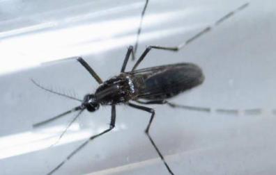 El mosquito transmisor del virus del zika.
