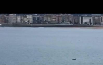 Aparece un delfín en la playa de la Concha de San Sebastián