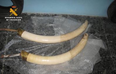 "Se venden en Los Arcos colmillos y patas de elefante, dientes de hipopótamo..."