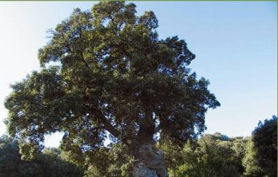 El original Encino de las Tres Patas