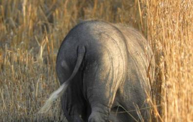 El 'cerdolis', cruce entre el cerdo vietnamita y jabalí, especie detectada en Urraul Alto