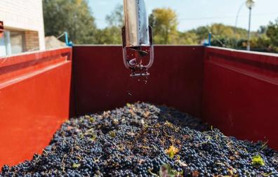 La DO Rioja finaliza su cosecha más temprana con 349 millones de kilos