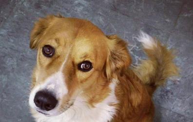 Un pamplonés denuncia el envenenamiento de su perra en La Taconera