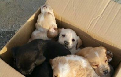 Aparecen siete cachorros de perro abandonados en una caja de cartón en Pamplona
