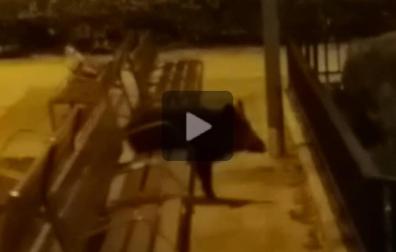 Un jabalí de 45 kilos se pasea por un parque de Tudela