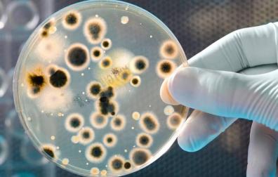 Escolares navarros, a la busca de nuevos antibióticos