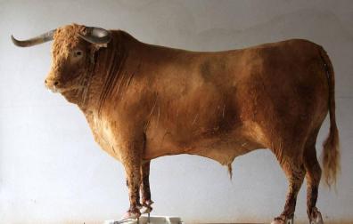 'Campero', el toro disecado por un navarro que jugara en la 'Champions'