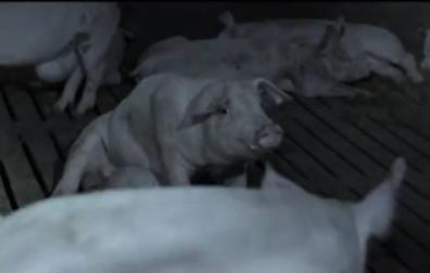 Estado en el que se encontraban los animales de la granja en la que se coló Jordi Évole.