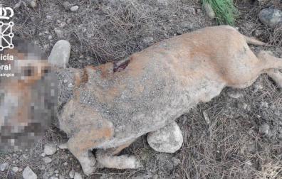 Imputado por matar un perro y enterrarlo en San Adrián