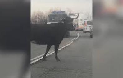 Una vaca brava corta el tráfico en la NA-134