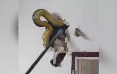 Pitón de 4,5 m encontrada en una pared