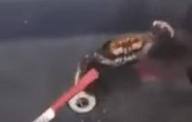 El vídeo que se ha hecho viral de un cangrejo luchando con un cuchillo