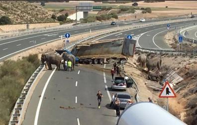 Vuelca un camión con elefantes en Pozo Cañada (Albacete)