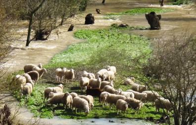 Investigan la desaparición de 600 ovejas arrastradas por el río Aragón en Cáseda