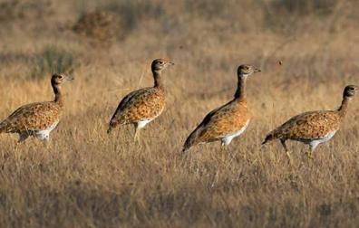 El sisón se encuentra al borde de la extinción, también en Navarra
