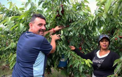 Las lluvias reducen un 15% la producción de cereza de Milagro