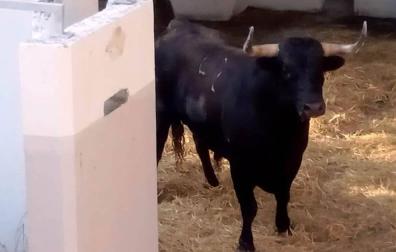 Llegan los primeros astados a los Corrales del Gas para San Fermín