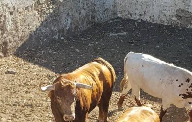 Los 'cebadita' ya están en Pamplona
