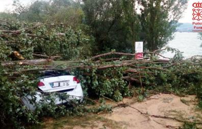 Muere un perro al caer un árbol sobre un turismo aparcado en una zona prohibida de Alloz