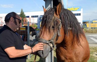 Una parcela municipal en el polígono de Agustinos ha vuelto a acoger la feria el 7 de julio, desde las 7 y hasta las 15 horas. 56 ganaderos han participado en la edición de 2018 de la feria de ganado equino de San Fermín con la presencia de más de 500 animales.