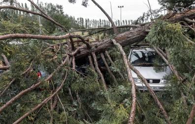 Varios heridos tras la caída de un árbol en la Universidad de Navarra