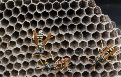Salud controla a 400 navarros con alergia al veneno de avispas y abejas