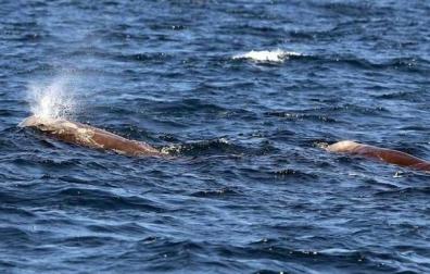 Avistadas cuatro ballenas en San Sebastián