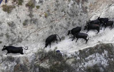 Las vacas de la ganadería Teodoro Vergara, de Falces, protagonizan el octavo encierro del Pilón de fiestas de Tafalla 2018, con varios corneados y vacas escapadas